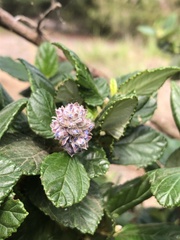 Ceanothus thyrsiflorus