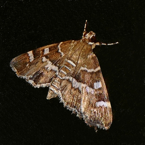 Spotted Beet Webworm Moth