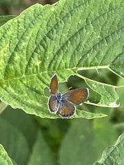 Brephidium exilis exilis