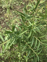 Asclepias incarnata