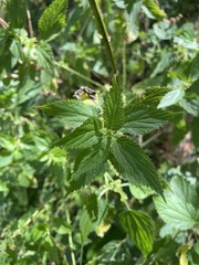 Urtica gracilis