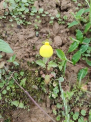 Calceolaria tripartita