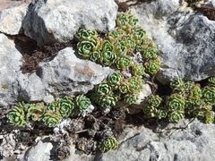 Saxifraga paniculata