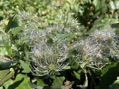 Clematis ligusticifolia