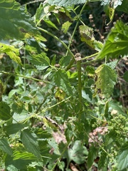 Urtica gracilis