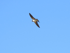 Hirundo rustica