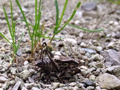 Atlanticus monticola