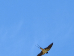 Hirundo rustica