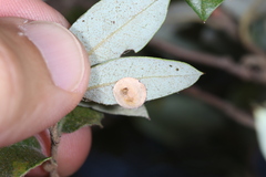 Paracraspis guadaloupensis