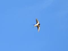 Hirundo rustica