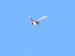 Hirundo rustica