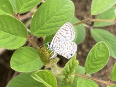 Leptotes cassius cassidula