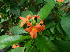Crossandra nilotica