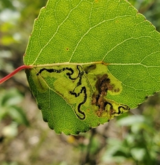 Stigmella salicis