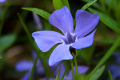 Vinca