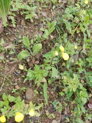 Calceolaria tripartita