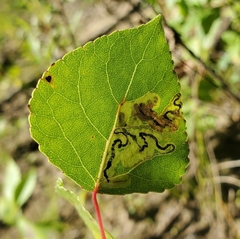 Stigmella salicis