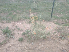 Sphaeralcea munroana