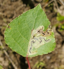 Stigmella salicis