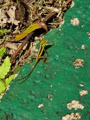 Anolis krugi