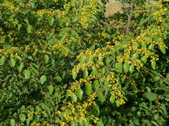 Paliurus spina-christi