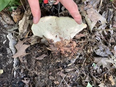 Xanthoporus peckianus