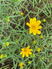 Helianthus porteri