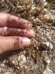 Galium tenuissimum