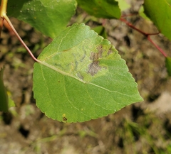 Stigmella salicis