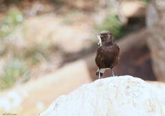 Oenanthe leucura