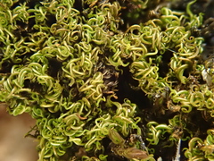 Tortella nitida