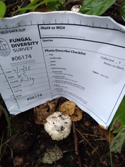 Inocybe