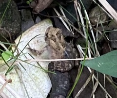 Anaxyrus americanus