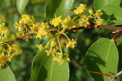 Paliurus spina-christi