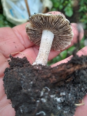Inocybe