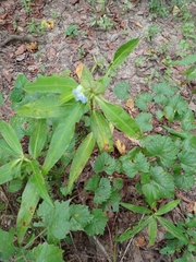 Commelina virginica