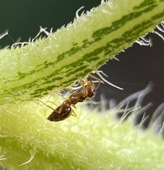 Prenolepis imparis