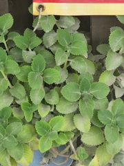 Lippia graveolens
