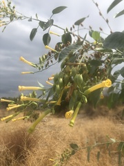 Nicotiana glauca