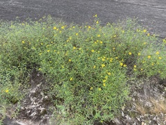 Helianthus porteri