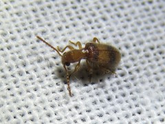 Cymatodera puncticollis