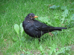 Turdus merula