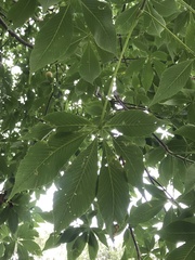 Aesculus glabra