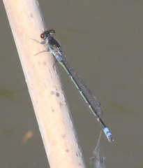 Pseudagrion hamoni