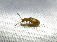 Cymatodera puncticollis