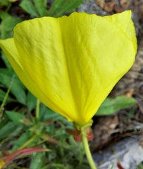 Oenothera glazioviana