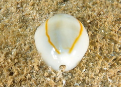 Monetaria annulus