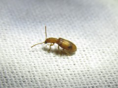 Cymatodera puncticollis