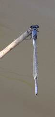 Pseudagrion salisburyense