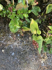 Maianthemum dilatatum
